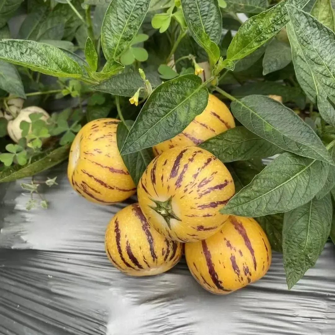 Pepino Melonensamen, Melonenbirne oder süße Gurke Exotische Frucht, Ginseng Fruchtsamen