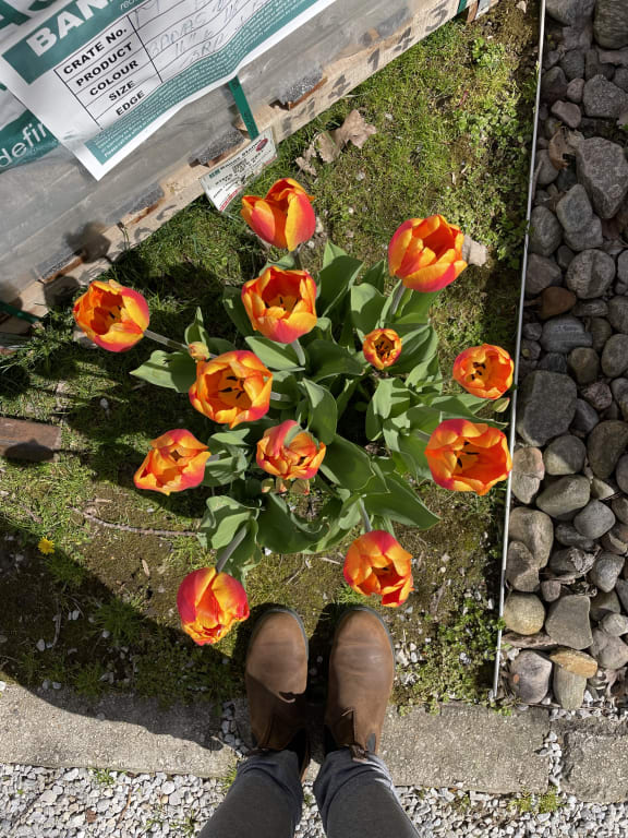 Halley's Comet Jumbo Perennial Tulip Seeds