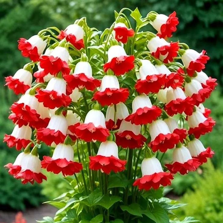 "Red & White Duo Blooms Collection" — Classic Elegance, Year-Round Drama