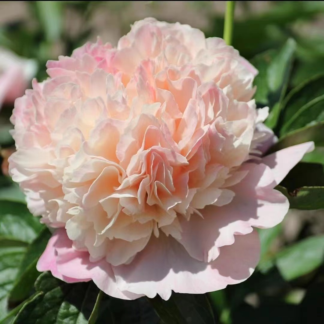 Colorful Peony Flower-Over 5 Colors.