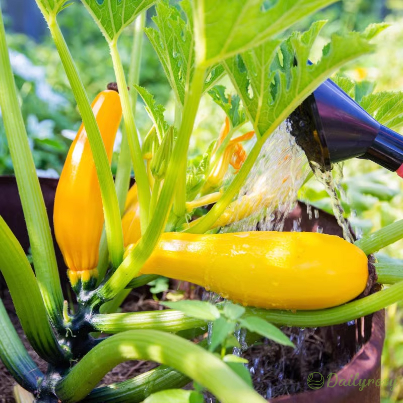 Banana Zucchini - Golden Zucchini🌿Can be planted in all seasons