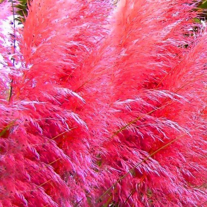 Pampas Grass Magic Garden Seeds