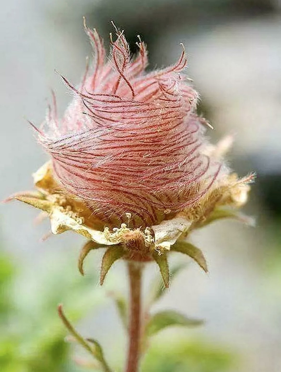 Mix Color Prairie Smoke Flower,Geum Triflorum 