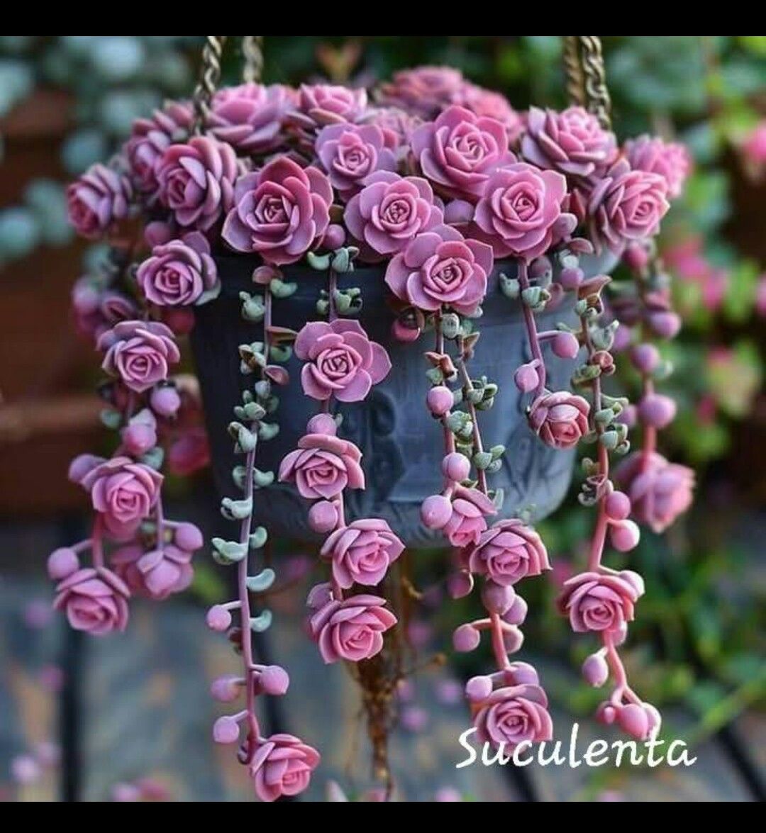 Pink Tassel Succulent Rose Seeds – Grow Your Dreamy Pink Cascading Blooms 🌸
