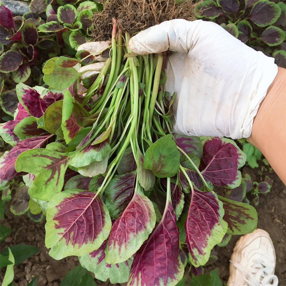Large-Leafed Red Amaranth Seeds 