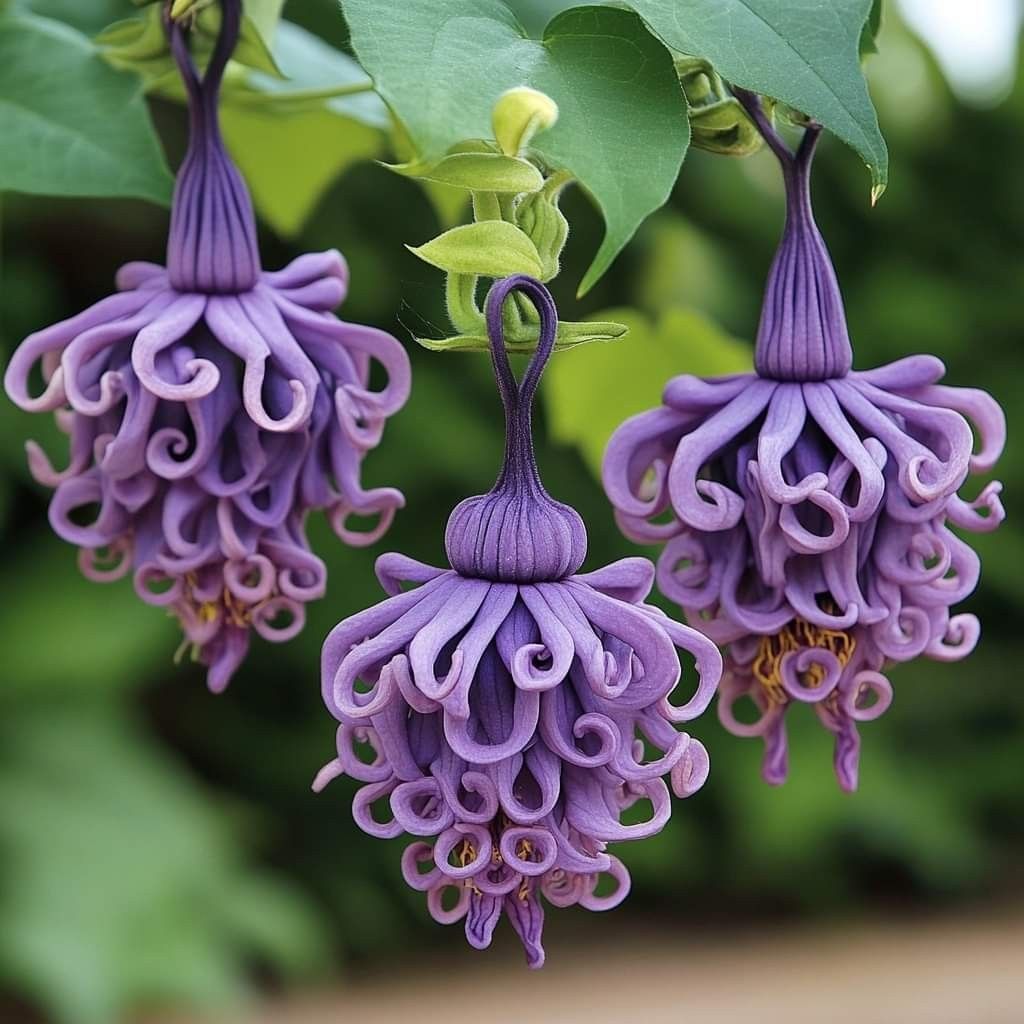 Enchanted Violet Curls Flower Seeds 