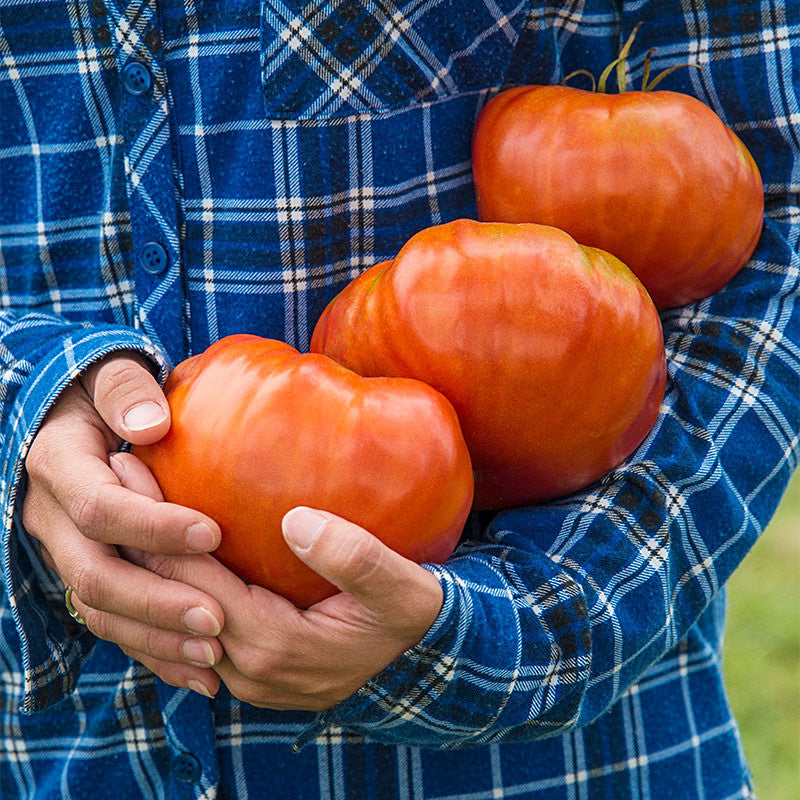 Giant Delicious Tomato