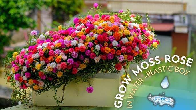 Mixed-color Moss Rose-flower Seeds