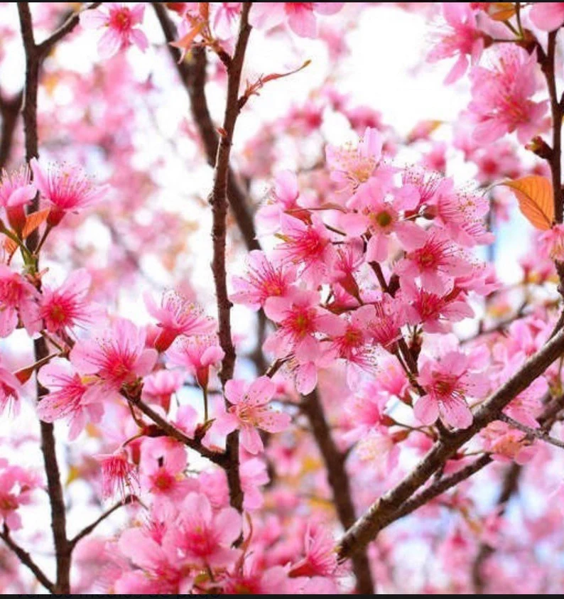 Pink Cherry Blossom Bonsai Seeds – Grow Your Own Japanese-Inspired Elegance