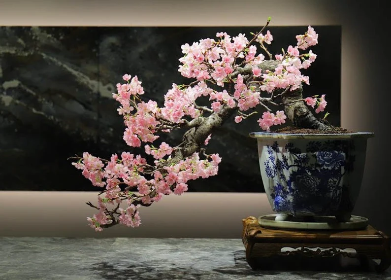Pink Cherry Blossom Bonsai Seeds – Grow Your Own Japanese-Inspired Elegance