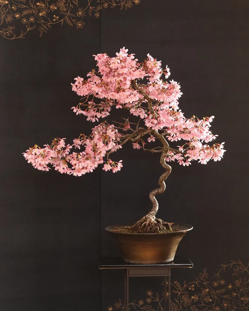 Pink Cherry Blossom Bonsai Seeds – Grow Your Own Japanese-Inspired Elegance