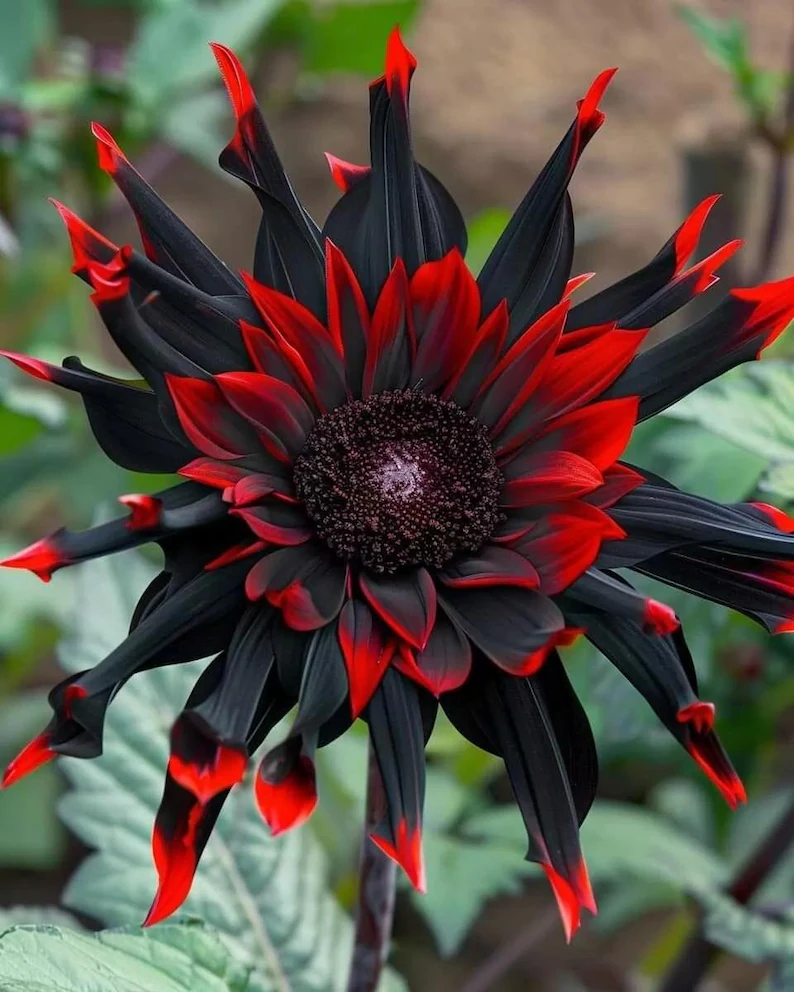 Midnight Blaze Sunflower