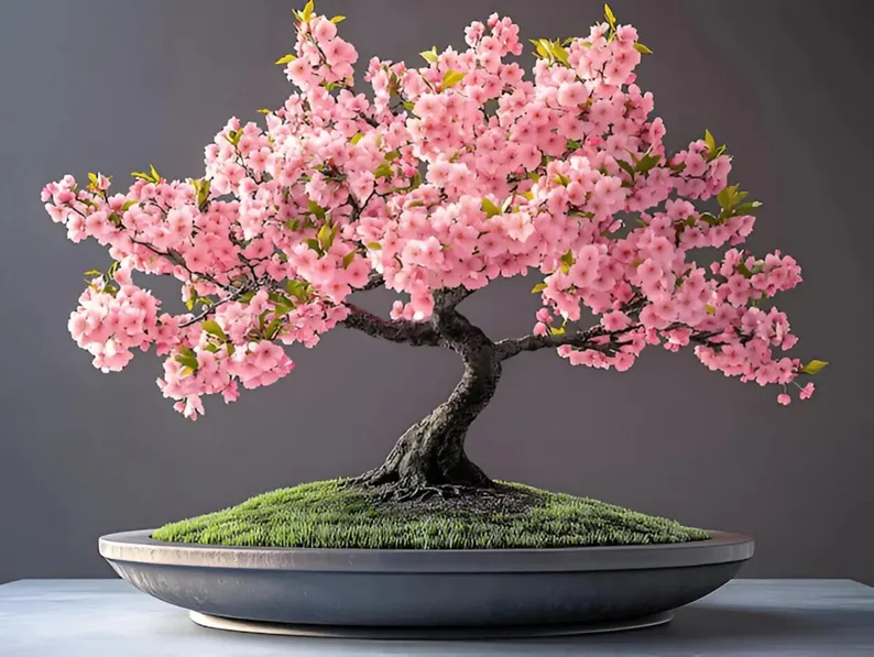 Pink Cherry Blossom Bonsai Seeds – Grow Your Own Japanese-Inspired Elegance