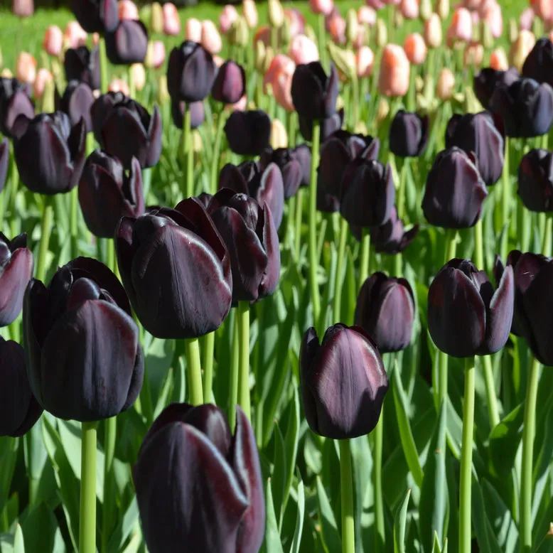 Black Hero Tulip Seeds