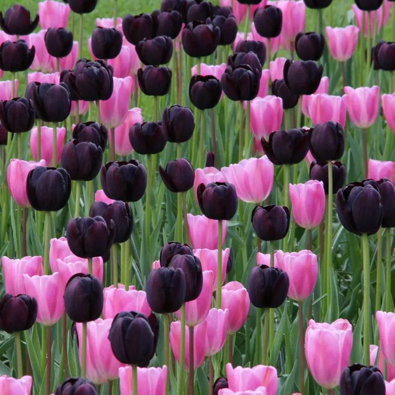 Black Hero Tulip Seeds