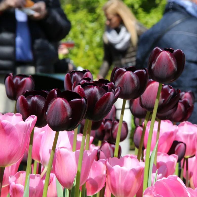 Black Hero Tulip Seeds