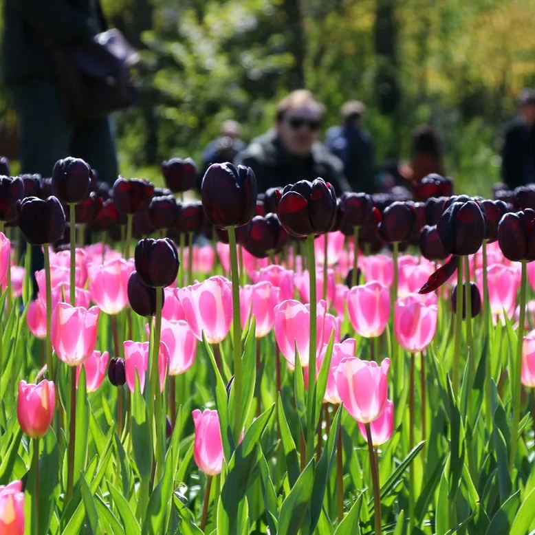 Black Hero Tulip Seeds