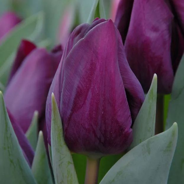 Purple Tulip Flower Seeds