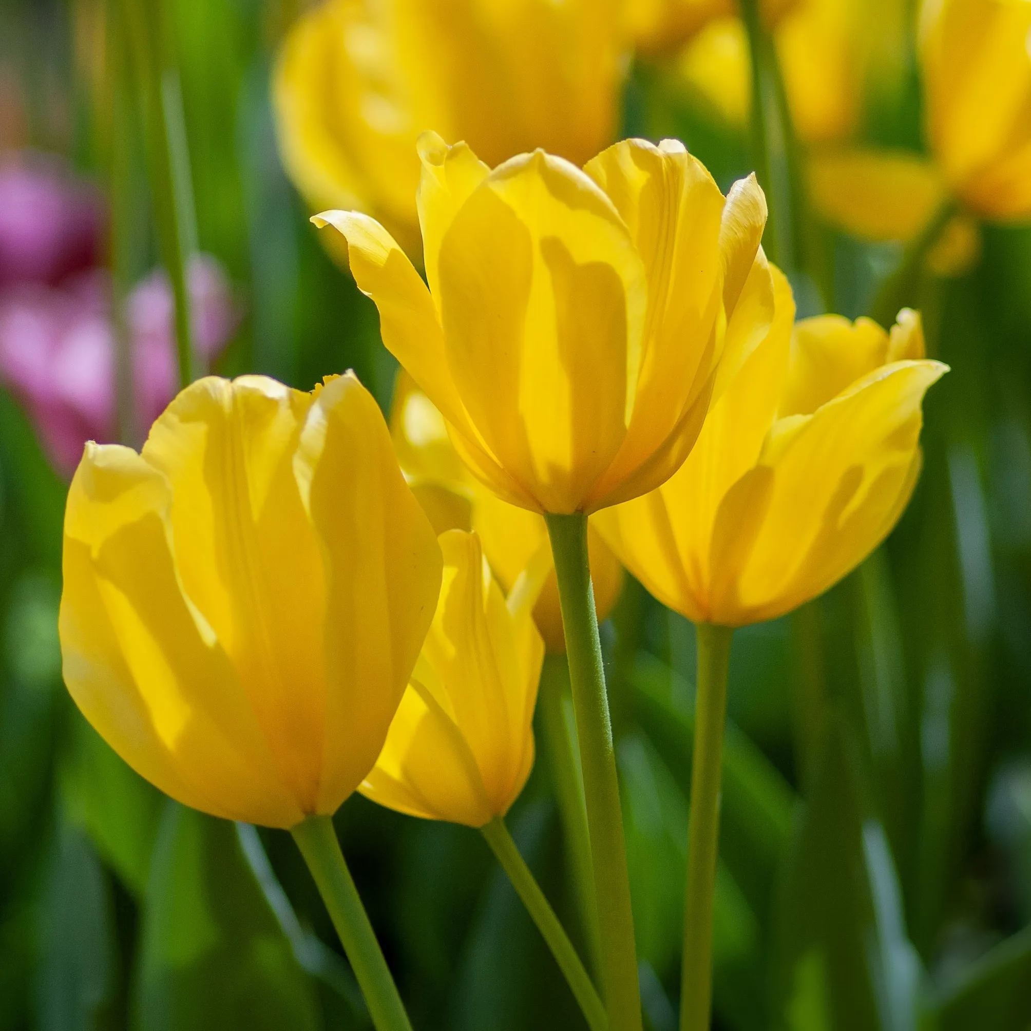 Golden Parade Tulip Seeds