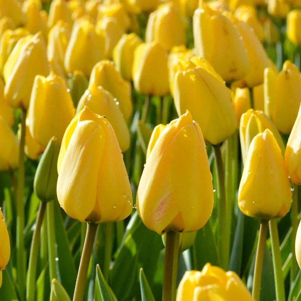Golden Parade Tulip Seeds