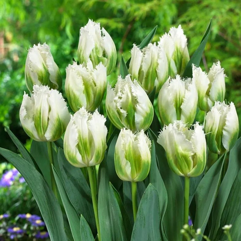 Snow Valley Tulip Seeds