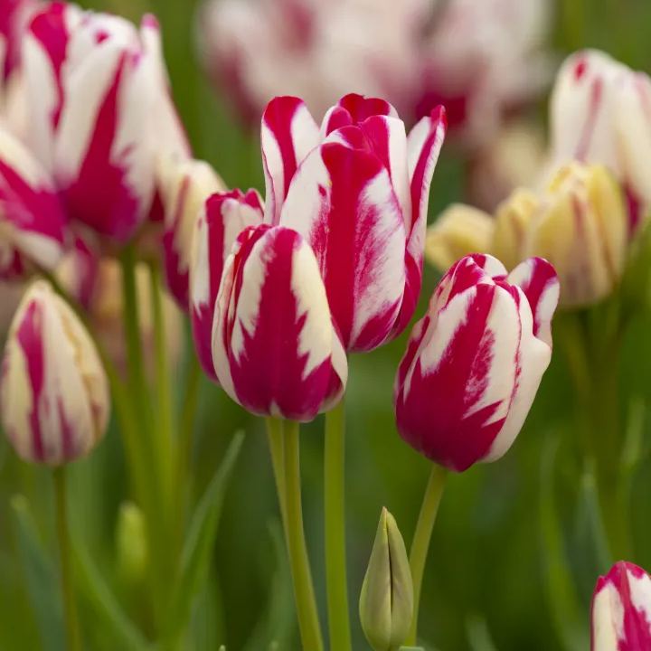 Flaming Club Tulip Seeds