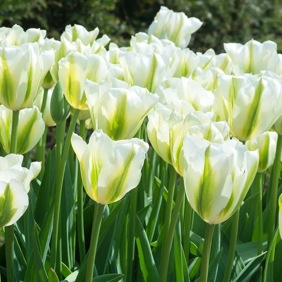 Spring Green Tulip Seeds