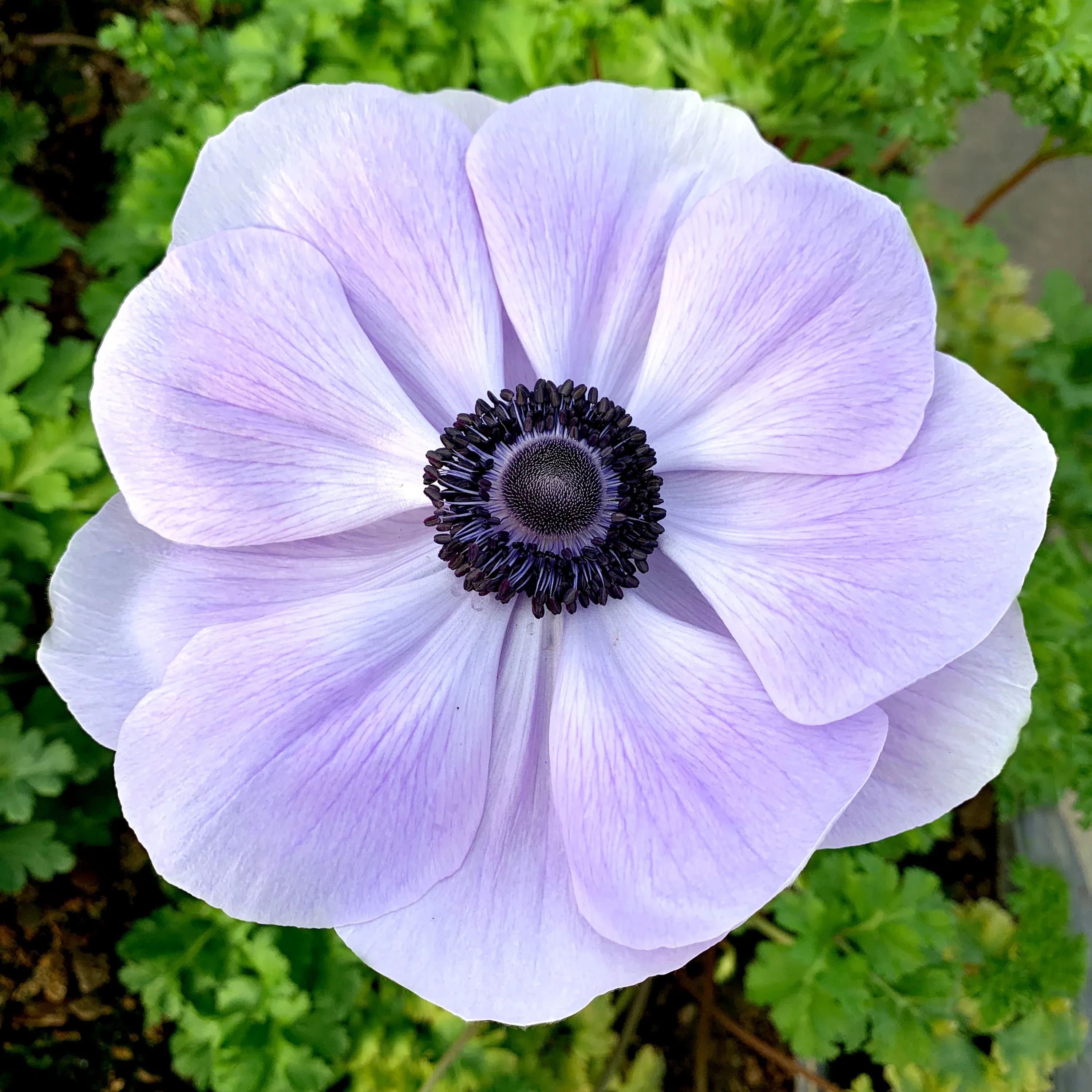 Azzurro Anemone Seeds
