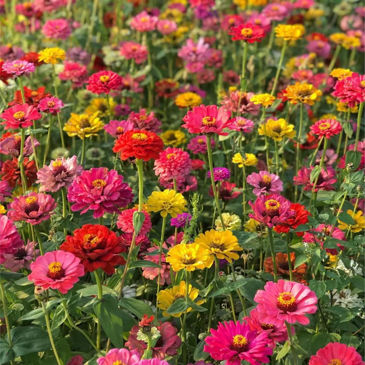 Mixed Color Zinnias Flower Seeds-Your Garden's Colorful Oasis