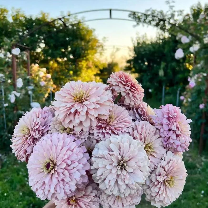 Mixed Color Zinnias Flower Seeds-Your Garden's Colorful Oasis