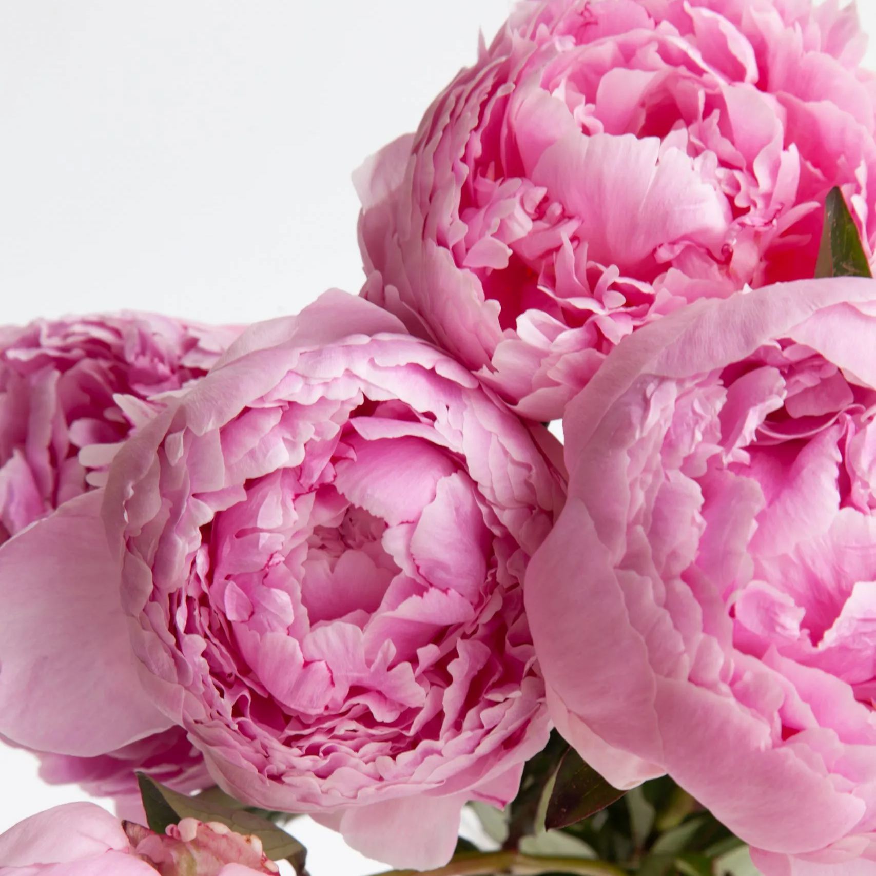 Colorful Peony Flower-Over 5 Colors.