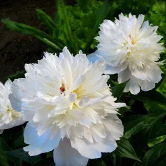 Colorful Peony Flower-Over 5 Colors.
