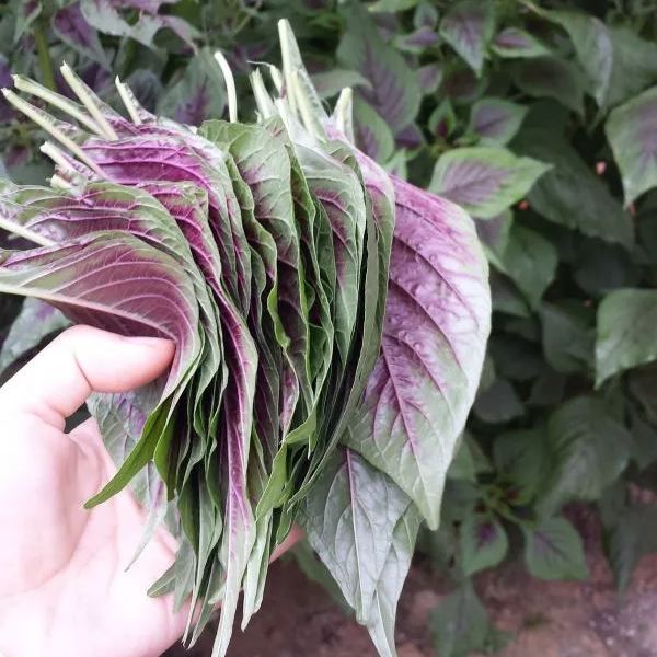Large-Leafed Red Amaranth Seeds 
