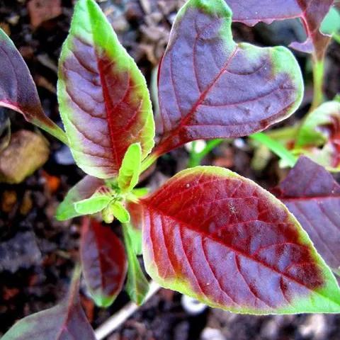 Large-Leafed Red Amaranth Seeds 
