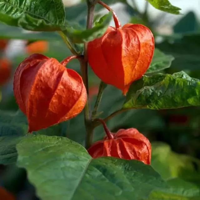 Cape Gooseberry Seeds
