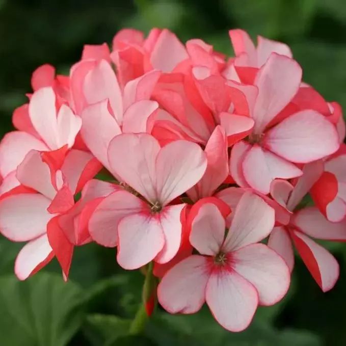 🌸Geranium - Summer Tranquility