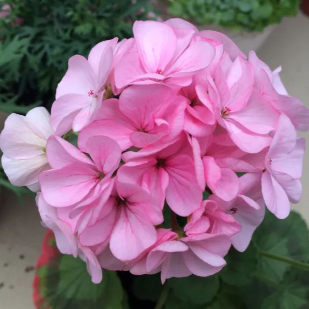 🌸Geranium - Summer Tranquility