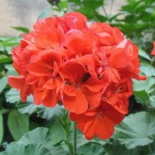 🌸Geranium - Summer Tranquility