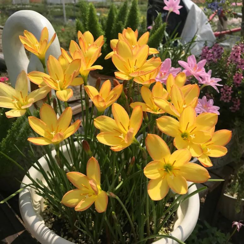 Rain orchid-Blooms once the next rain falls