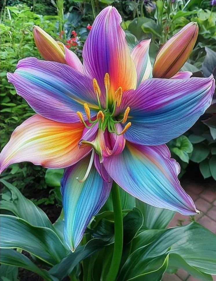 🌈Rainbow Lily Seeds - Add a Burst of Color to Your Garden