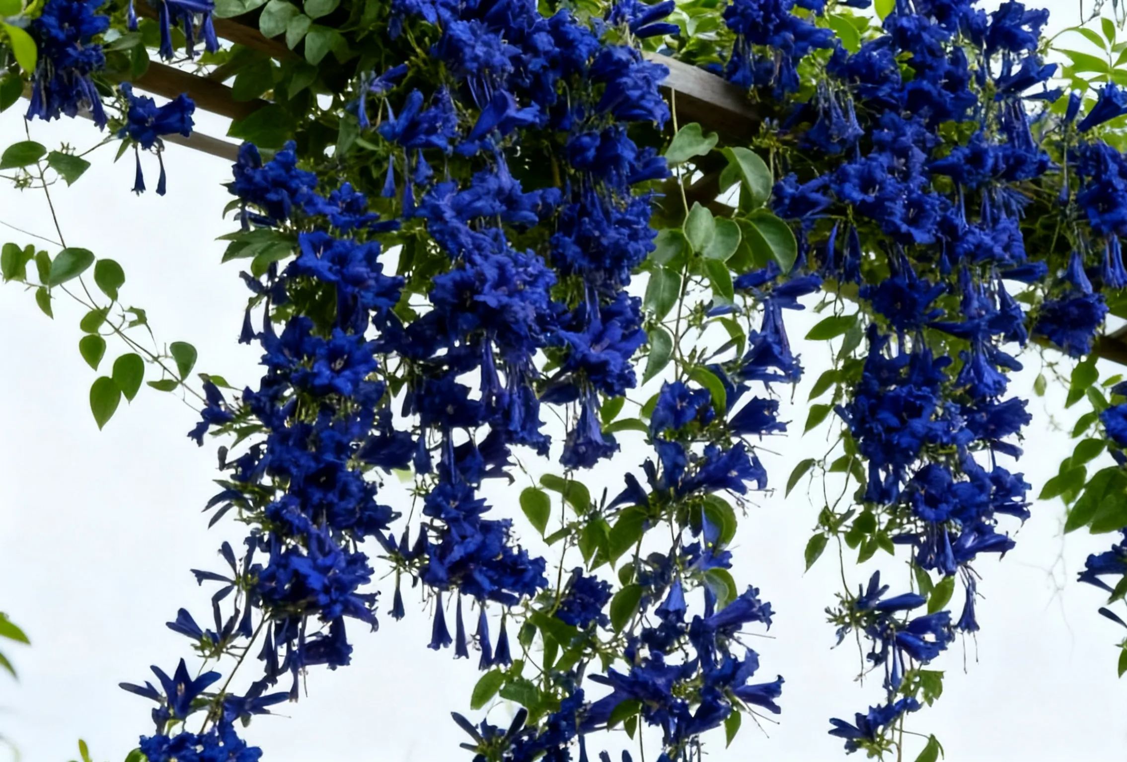Fragrant Climbing Jasmine Seeds: Non-GMO Evergreen Vine for Gardens & Balconies