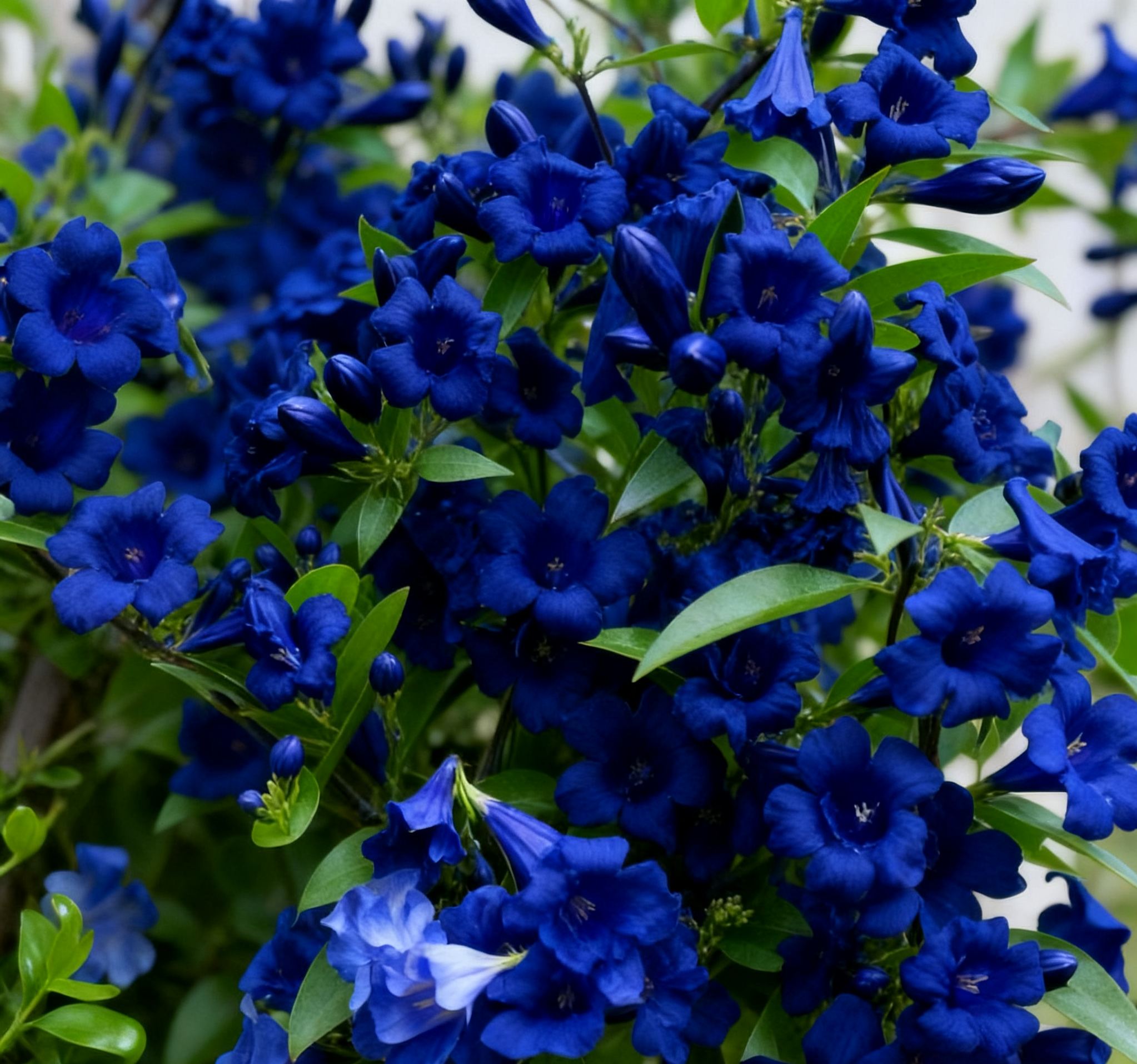 Fragrant Climbing Jasmine Seeds: Non-GMO Evergreen Vine for Gardens & Balconies