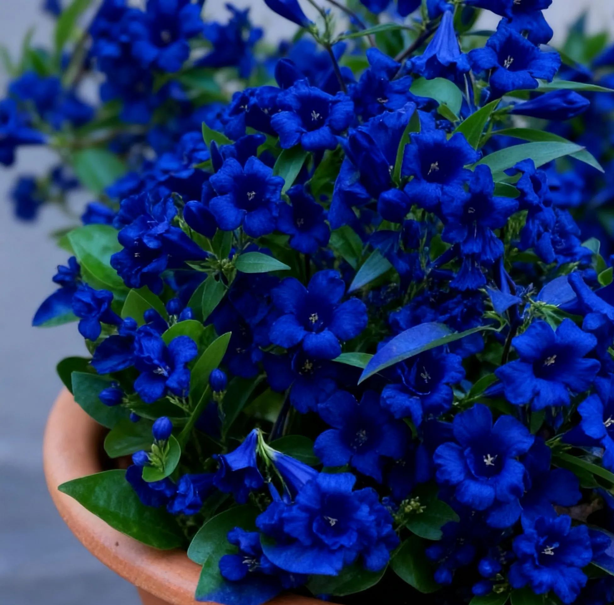 Fragrant Climbing Jasmine Seeds: Non-GMO Evergreen Vine for Gardens & Balconies