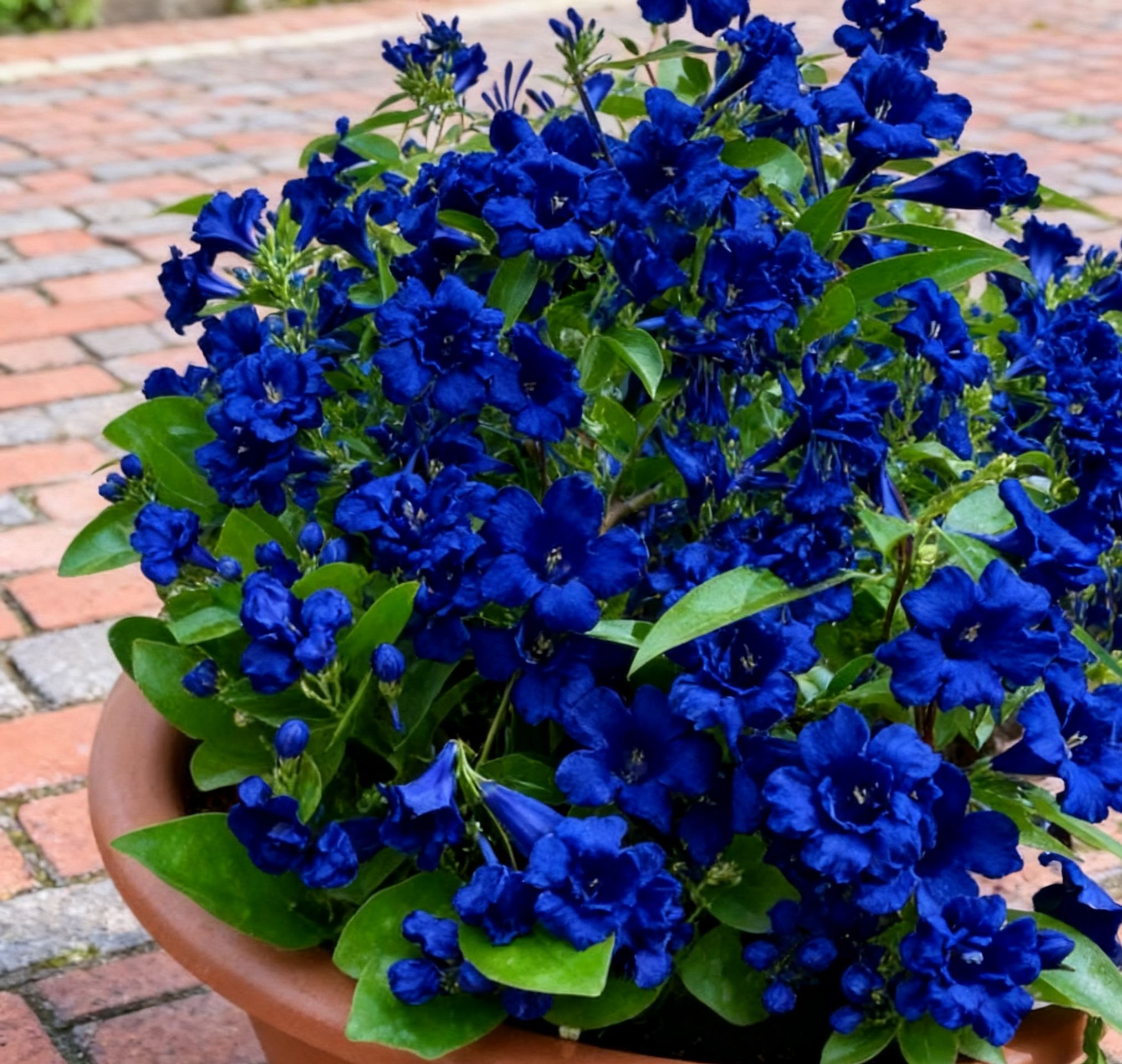 Fragrant Climbing Jasmine Seeds: Non-GMO Evergreen Vine for Gardens & Balconies