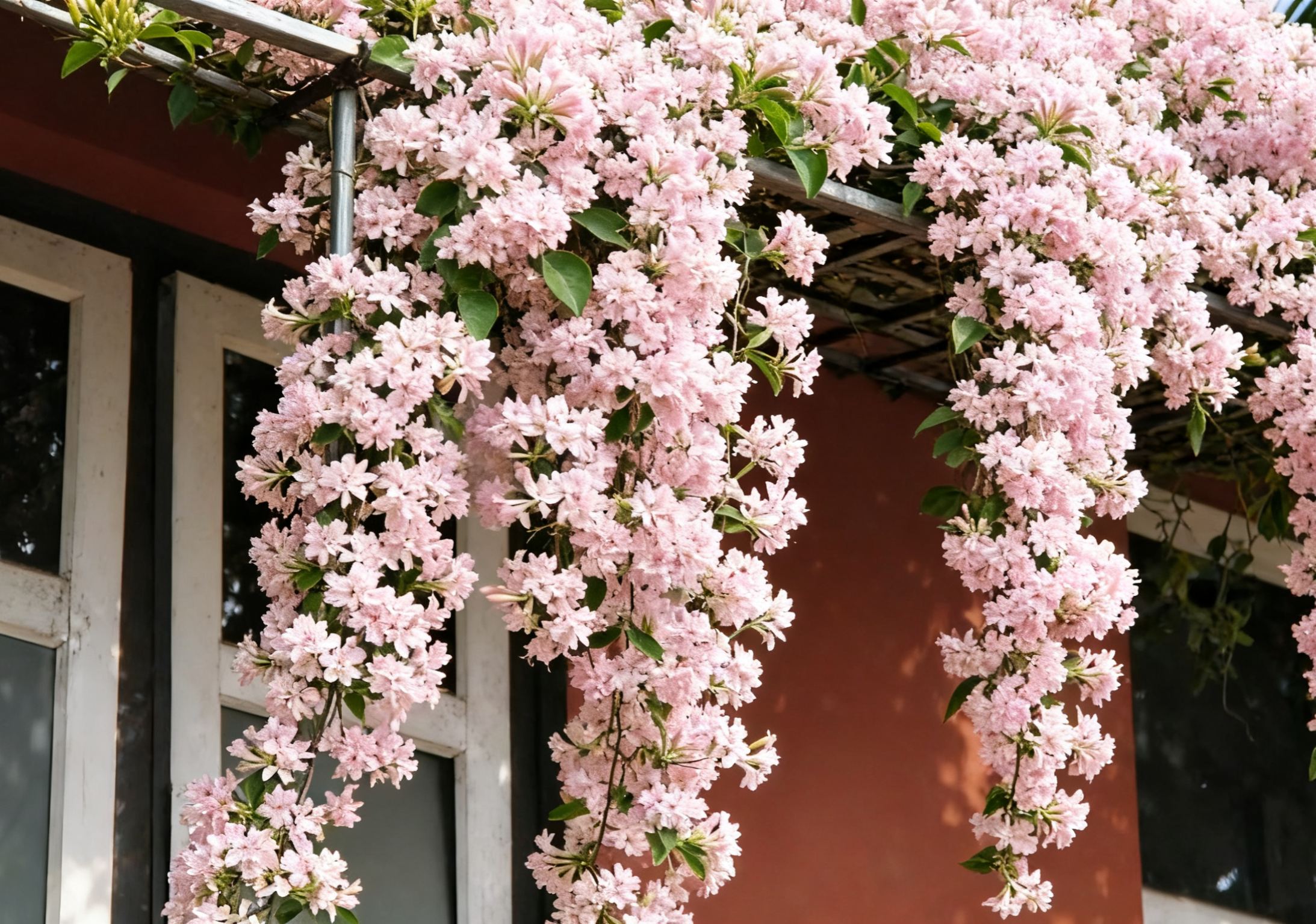 Fragrant Climbing Jasmine Seeds: Non-GMO Evergreen Vine for Gardens & Balconies