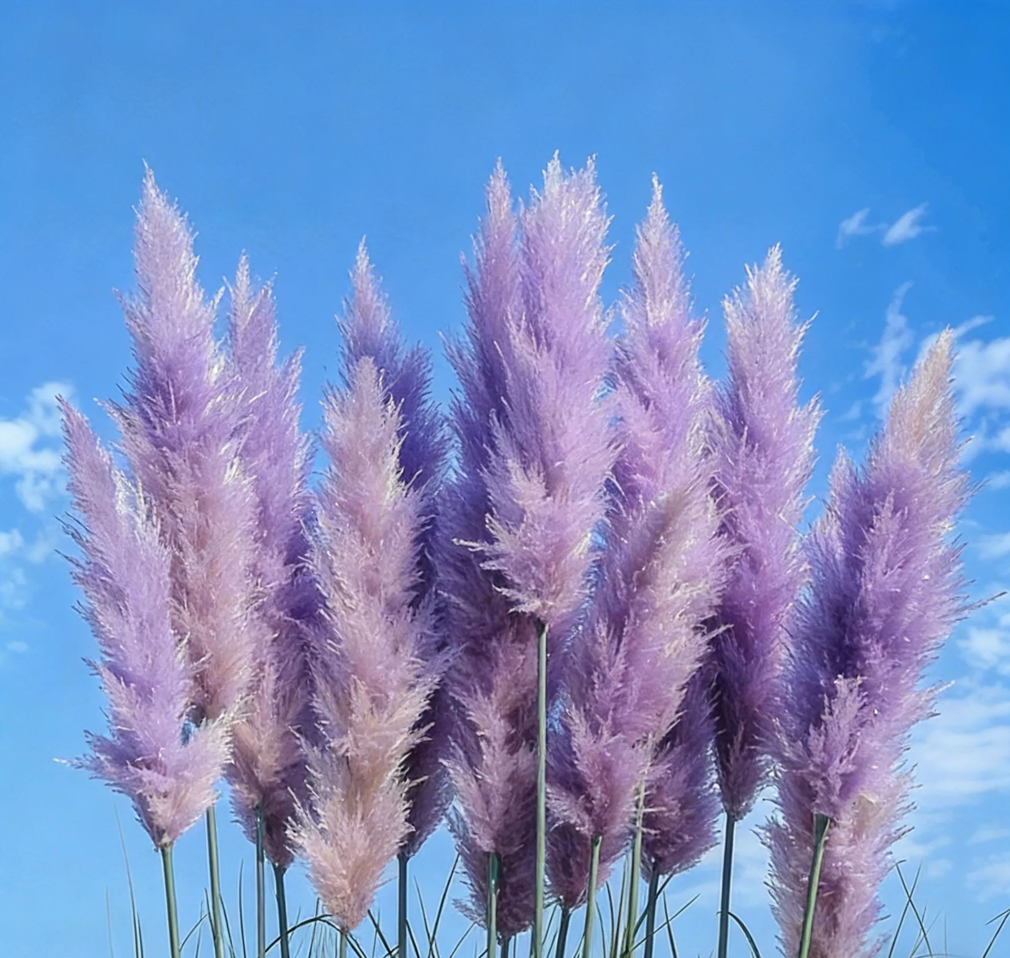🌾 Perennial Pampas Ornamental Grass Seeds🌱