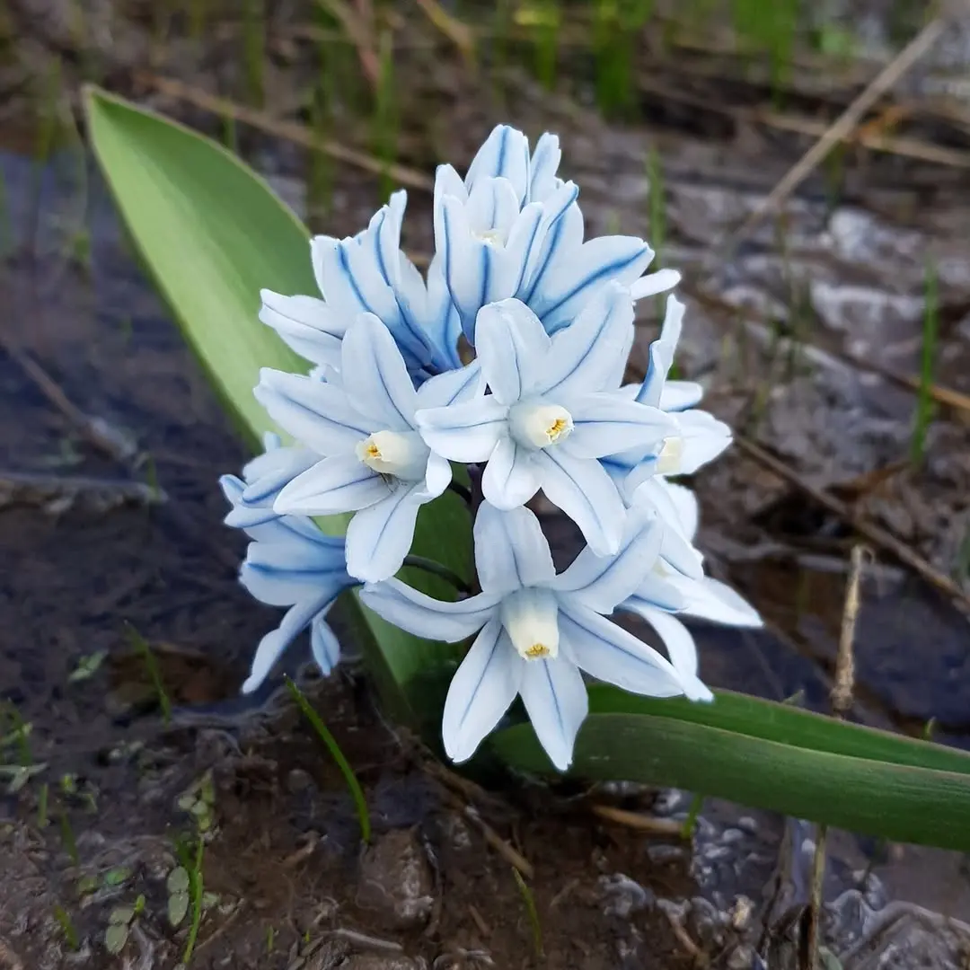 🌱 Blue-Striped Squill: Your Little Messenger of Hope & New Beginnings
