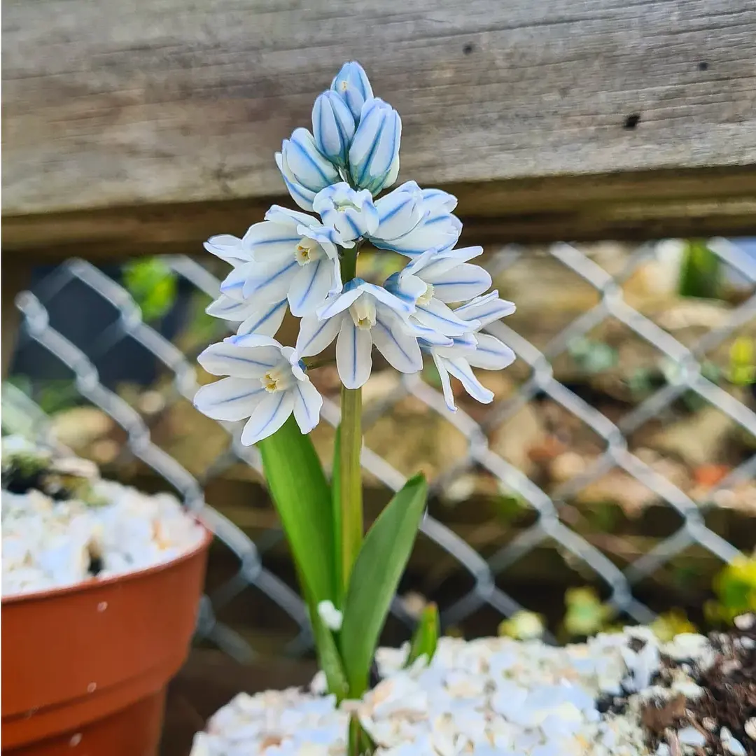 🌱 Blue-Striped Squill: Your Little Messenger of Hope & New Beginnings