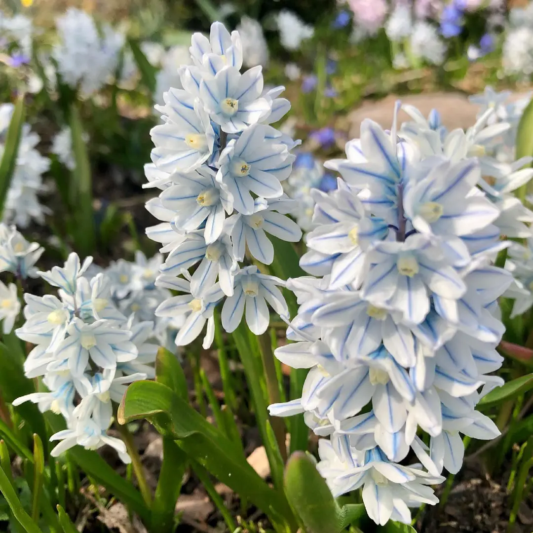 🌱 Blue-Striped Squill: Your Little Messenger of Hope & New Beginnings