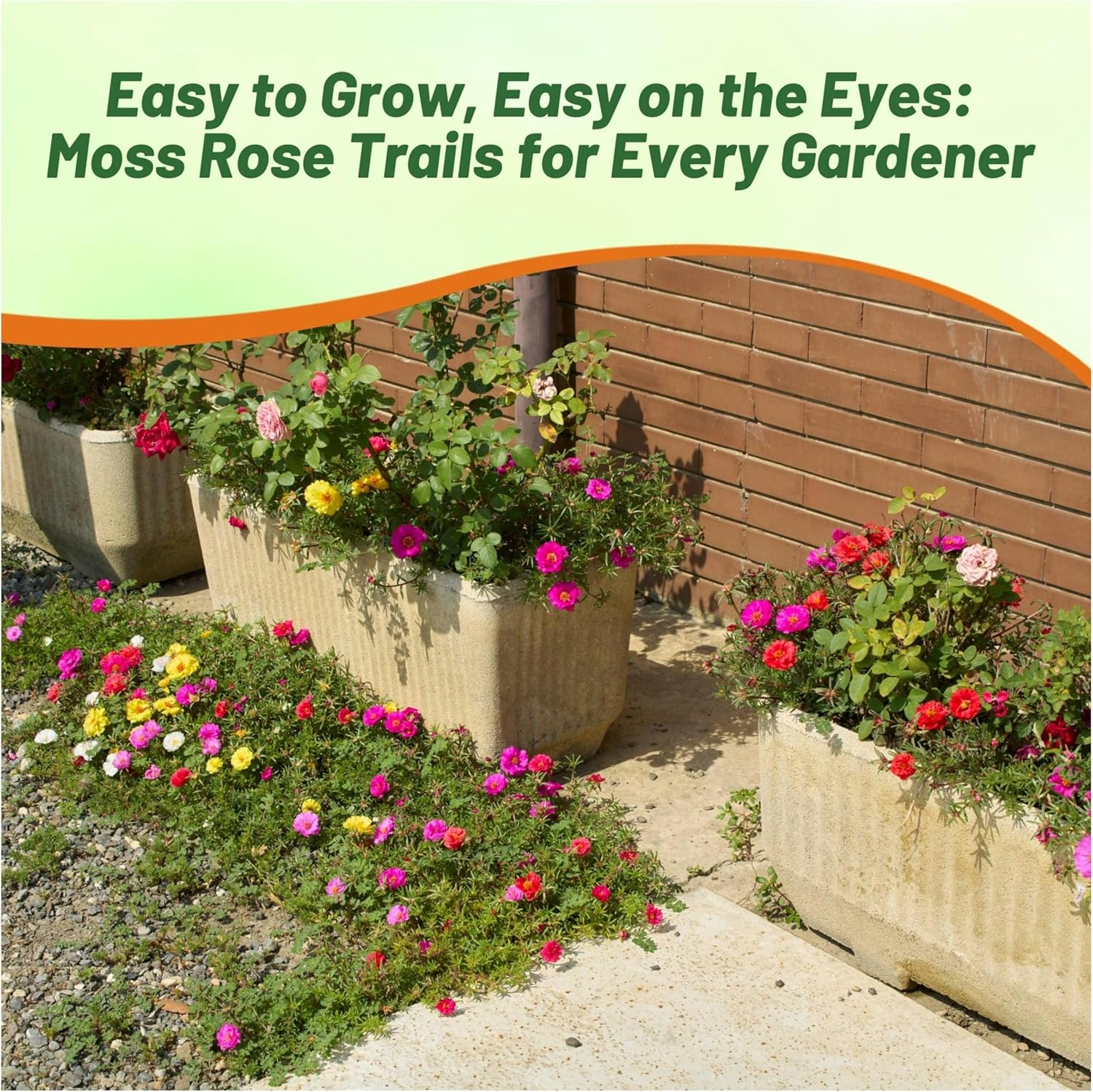 Mixed-color Moss Rose-flower Seeds